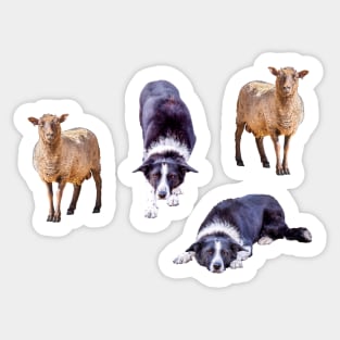 Border Collies and Sheep Sticker Pack Sticker